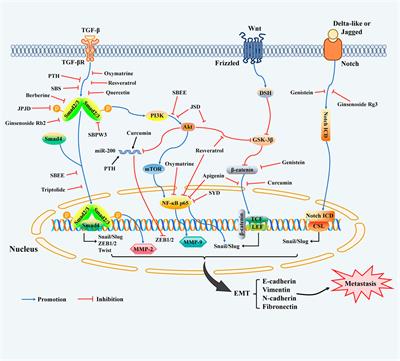 Traditional Chinese Medicines as Effective Reversals of Epithelial-Mesenchymal Transition Induced-Metastasis of Colorectal Cancer: Molecular Targets and Mechanisms